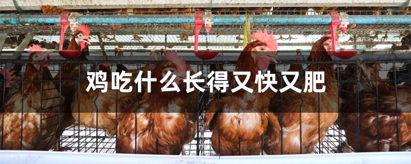 鸡吃什么长得又快又肥