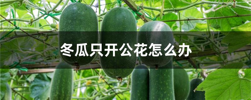 冬瓜只开公花怎么办