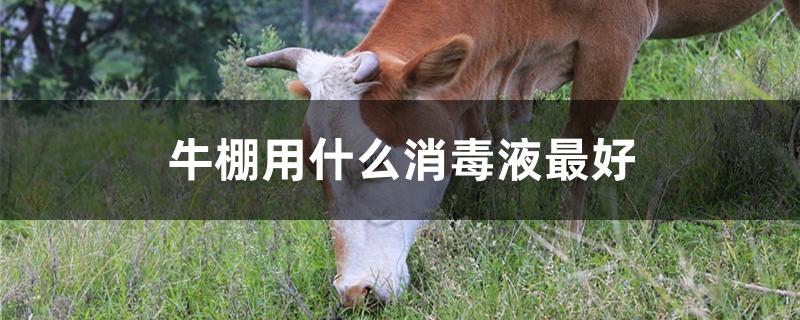 牛棚用什么消毒液最好