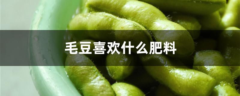毛豆喜欢什么肥料