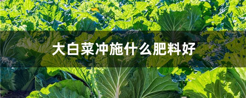 大白菜冲施什么肥料好