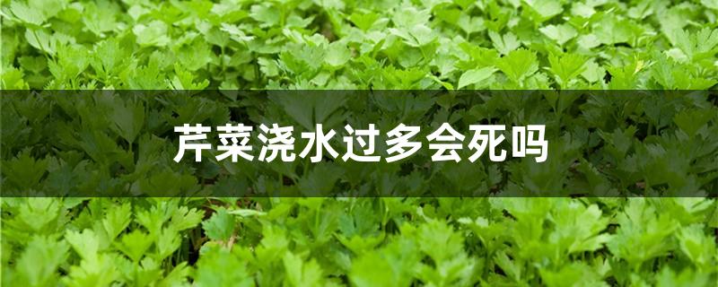 芹菜浇水过多会死吗