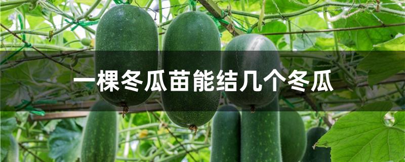 一棵冬瓜苗能结几个冬瓜