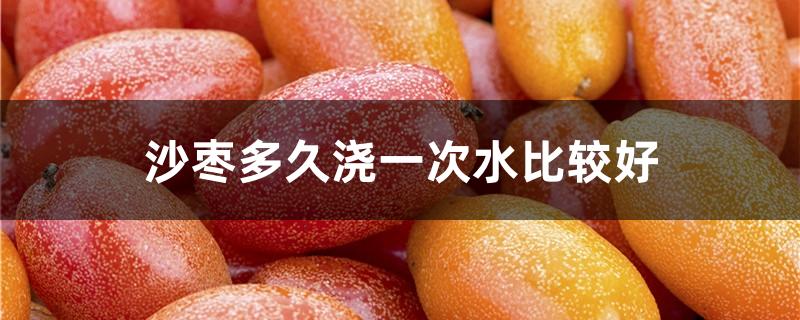 沙枣多久浇一次水比较好