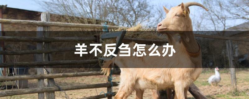羊不反刍怎么办