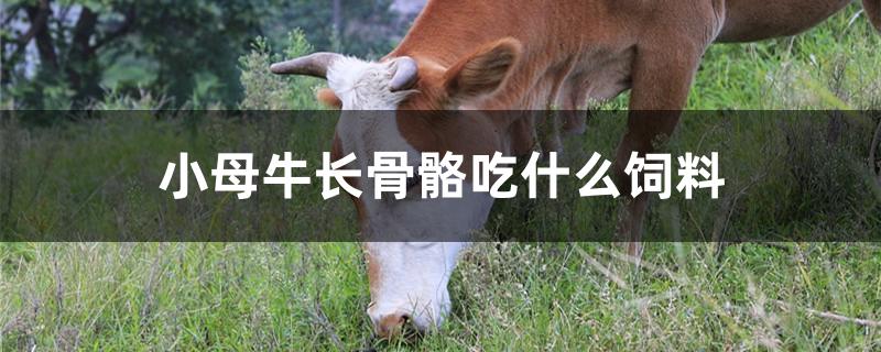 小母牛长骨骼吃什么饲料
