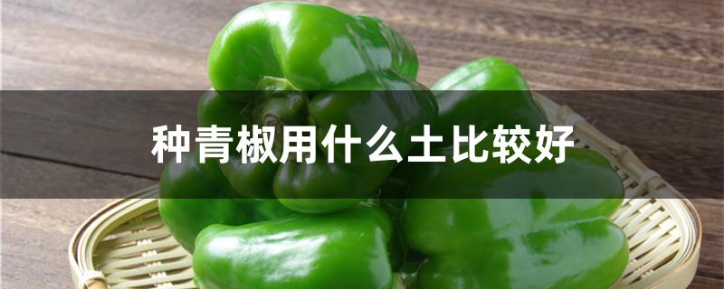 种青椒用什么土比较好