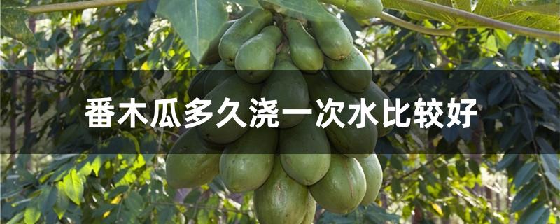 番木瓜多久浇一次水比较好