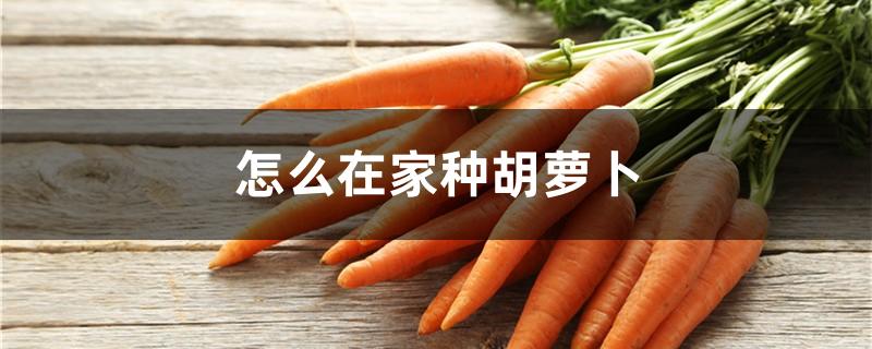 怎么在家种胡萝卜