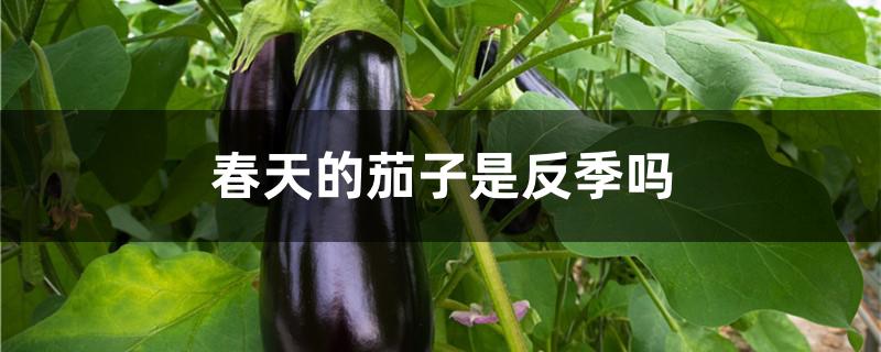 春天的茄子是反季吗