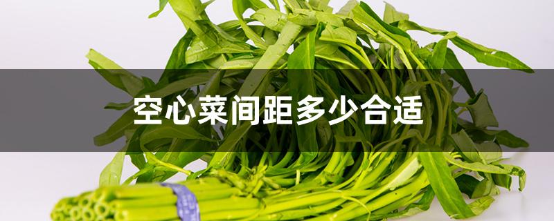 空心菜间距多少合适