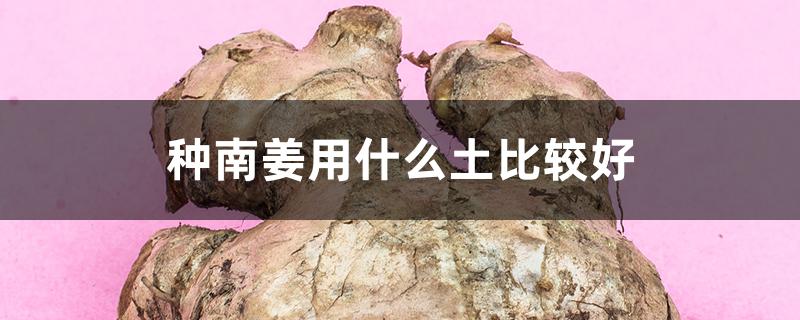 种南姜用什么土比较好
