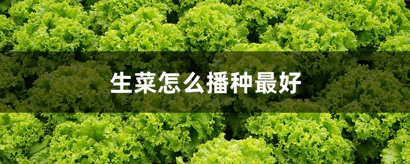 生菜怎么播种最好