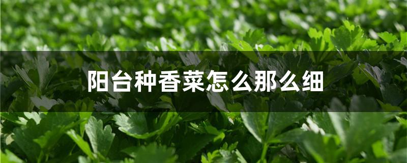 阳台种香菜怎么那么细