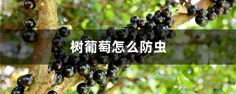 树葡萄怎么防虫