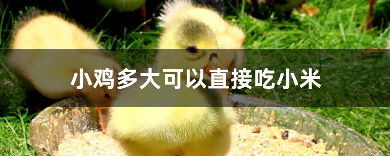 小鸡多大可以直接吃小米