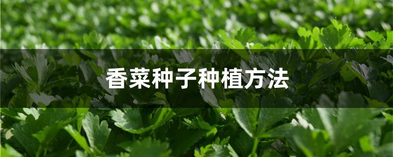 香菜种子种植方法