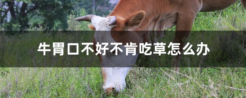 牛胃口不好不肯吃草怎么办