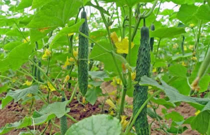 黄瓜为什么叫黄瓜而不叫绿瓜？