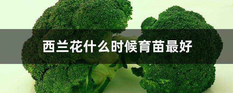 西兰花什么时候育苗最好