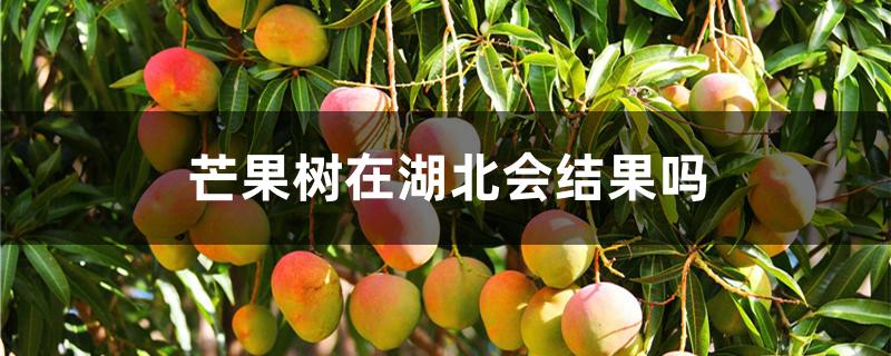 芒果树在湖北会结果吗
