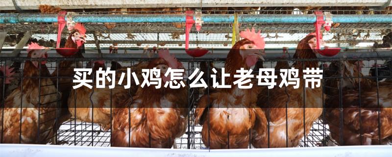 买的小鸡怎么让老母鸡带