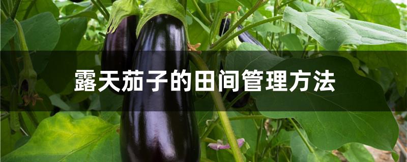 露天茄子的田间管理方法