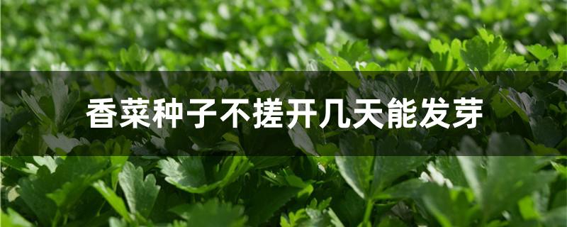 香菜种子不搓开几天能发芽