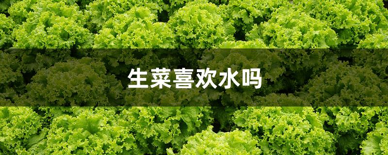生菜喜欢水吗