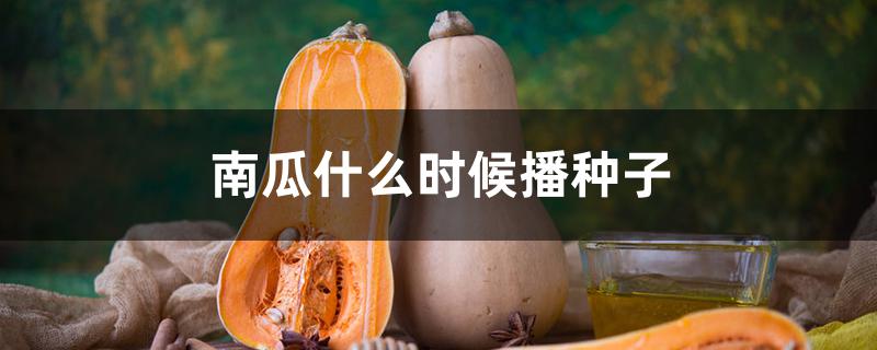 南瓜什么时候播种子