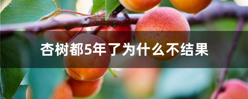 杏树都5年了为什么不结果