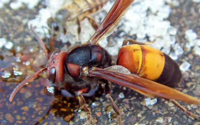 黄腰胡蜂是什么蜂
