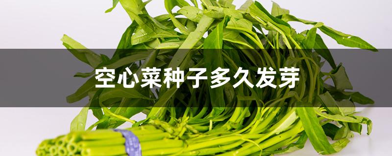 空心菜种子多久发芽