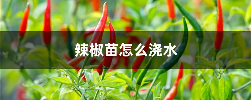 辣椒苗怎么浇水