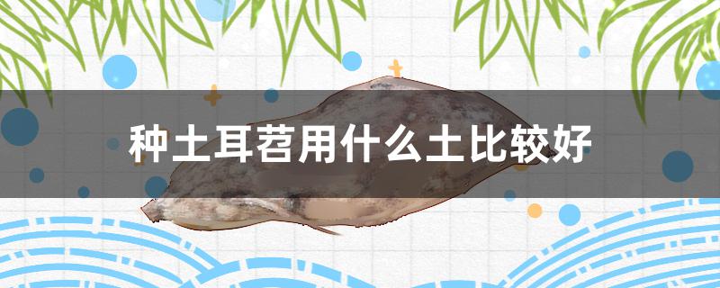 种土耳苕用什么土比较好
