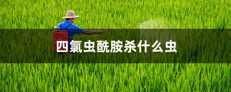 四氯虫酰胺杀什么虫