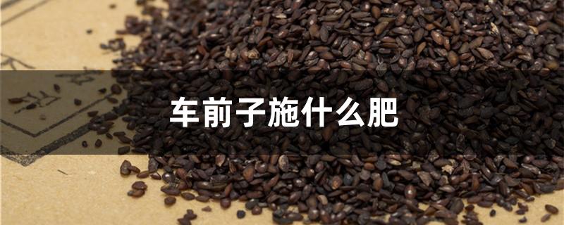 车前子施什么肥