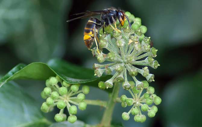 墨胸胡蜂蛰人多久毒发