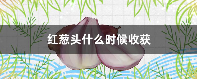 红葱头什么时候收获