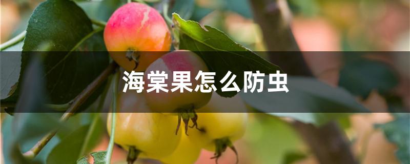 海棠果怎么防虫