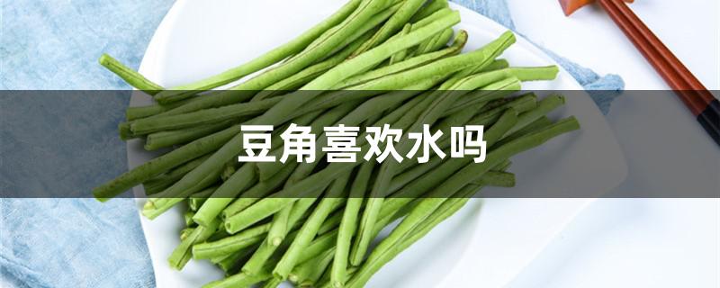 豆角喜欢水吗