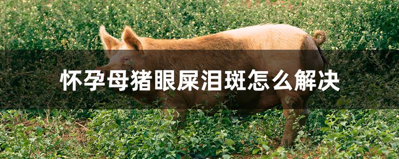 怀孕母猪眼屎泪斑怎么解决