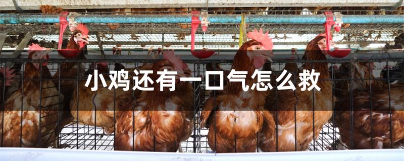 小鸡还有一口气怎么救
