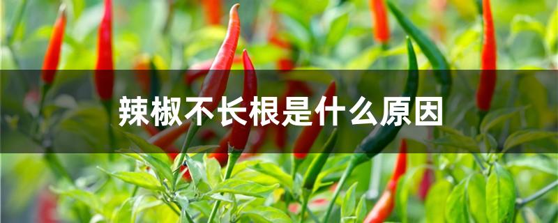 辣椒不长根是什么原因