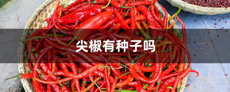 尖椒有种子吗