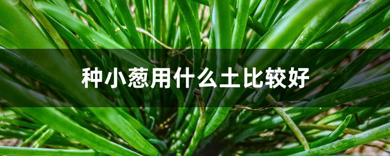 种小葱用什么土比较好
