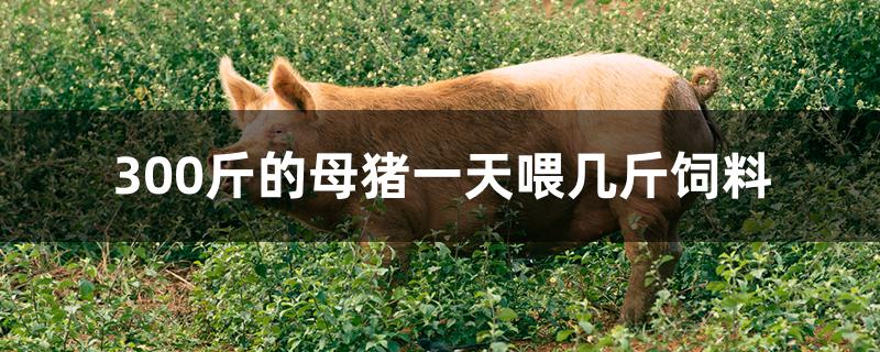 300斤的母猪一天喂几斤饲料