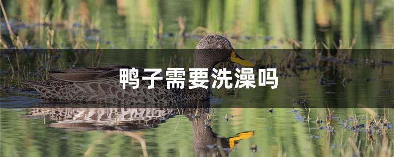 鸭子需要洗澡吗