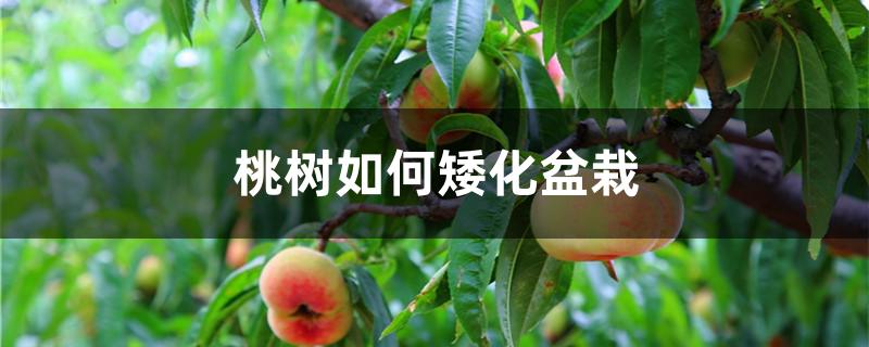 桃树如何矮化盆栽