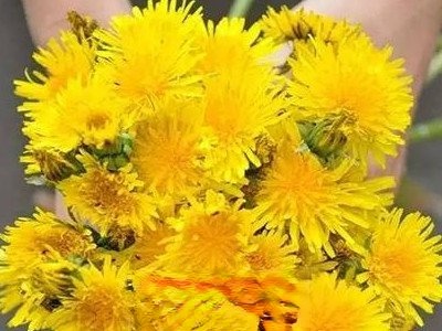 蒲公英叶的功效与作用_蒲公英根和蒲公英叶哪个好